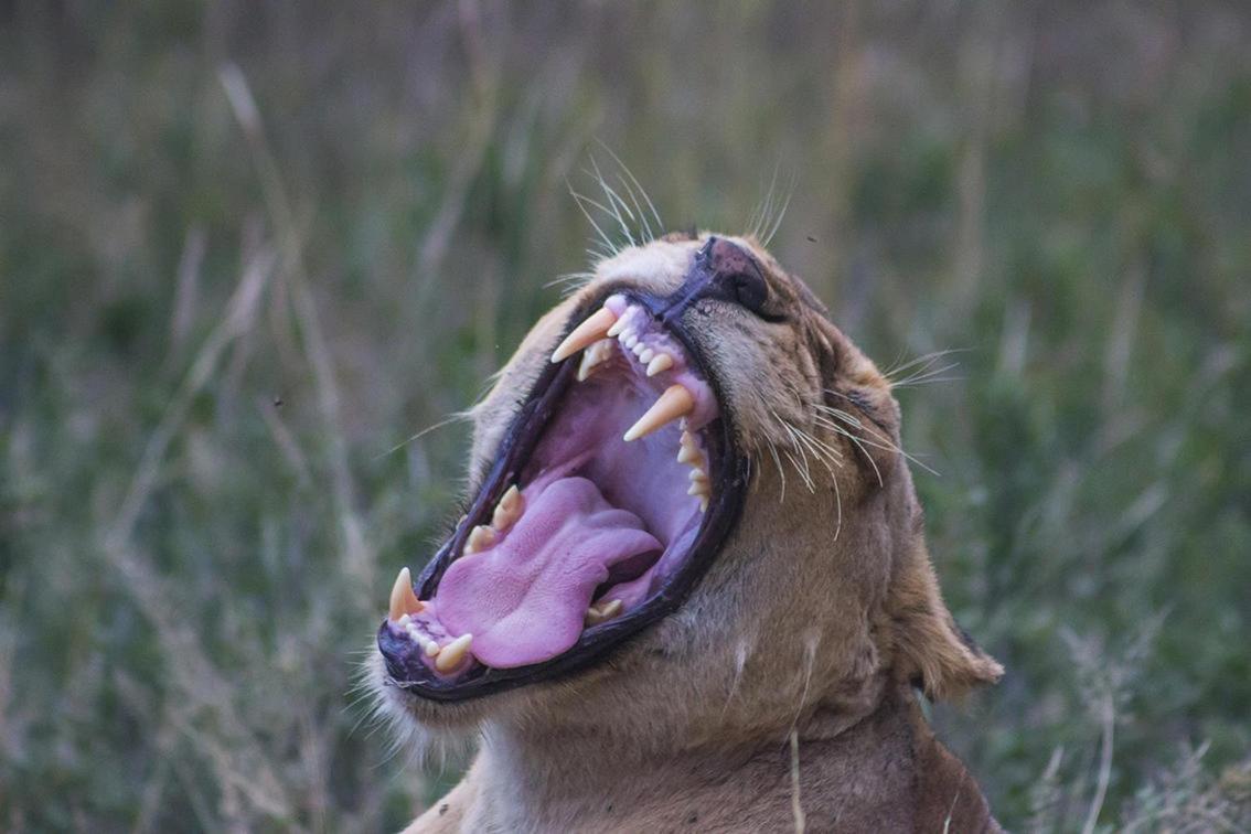 Monwana Villa Thornybush Game Reserve Exterior foto